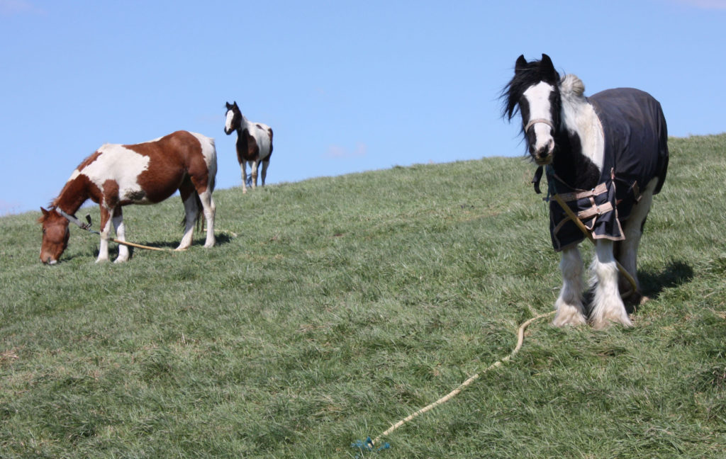 Tethered horses, Mitcham Common, Mitcham CR4, on high ground south of One Island Pond.