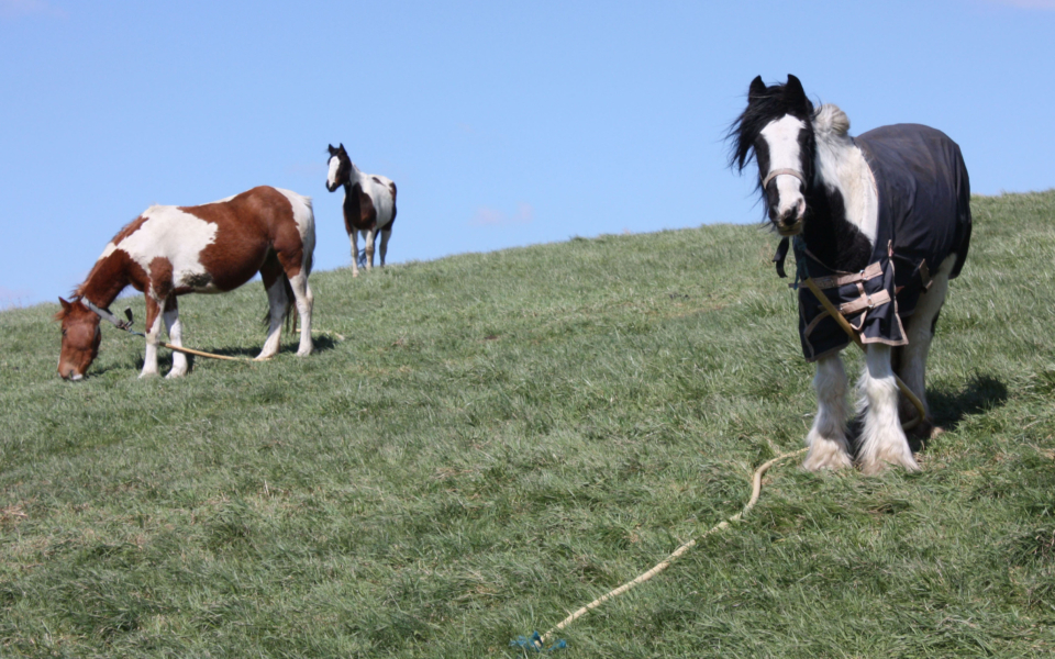 Tethered horses, Mitcham Common, Mitcham CR4, on high ground south of One Island Pond.