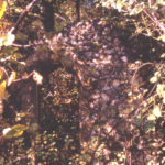 Hall Place - Archway, Lower Green West, Mitcham, Surrey CR4.