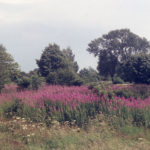 Near Seven Islands pond, Mitcham Common, Mitcham, Surrey CR4. Rosebay Willow herb.