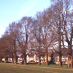 Figges Marsh, Mitcham, Surrey CR4. Line of the Main ditch and old hedgerow trees. In 1801 Vestry resolved Marsh be fenced. ditched. and gated. Manship Crescent is on land enclosed in 1820s.