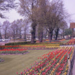 Flower beds at edge of Recreation Ground, Figges Marsh, Mitcham, Surrey CR4. Elms stood in common boundary hedge. felled in 1973. Site of Tamworth Farm.