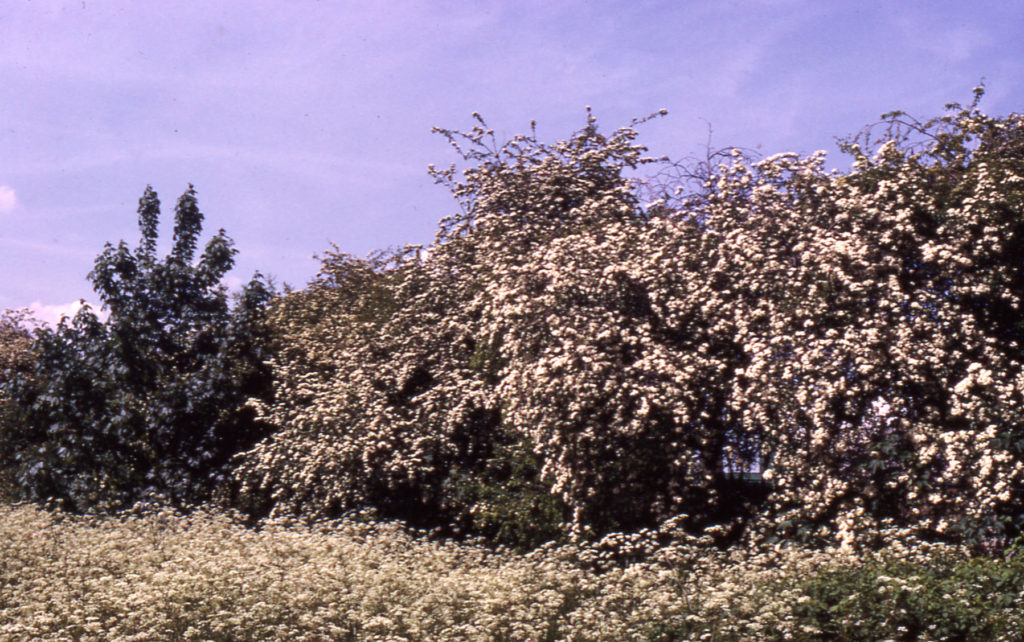 Hawthorn and hedge parsley near Phipps Bridge, London SW19.