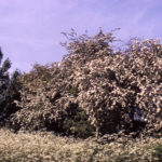 Hawthorn and hedge parsley near Phipps Bridge, London SW19.