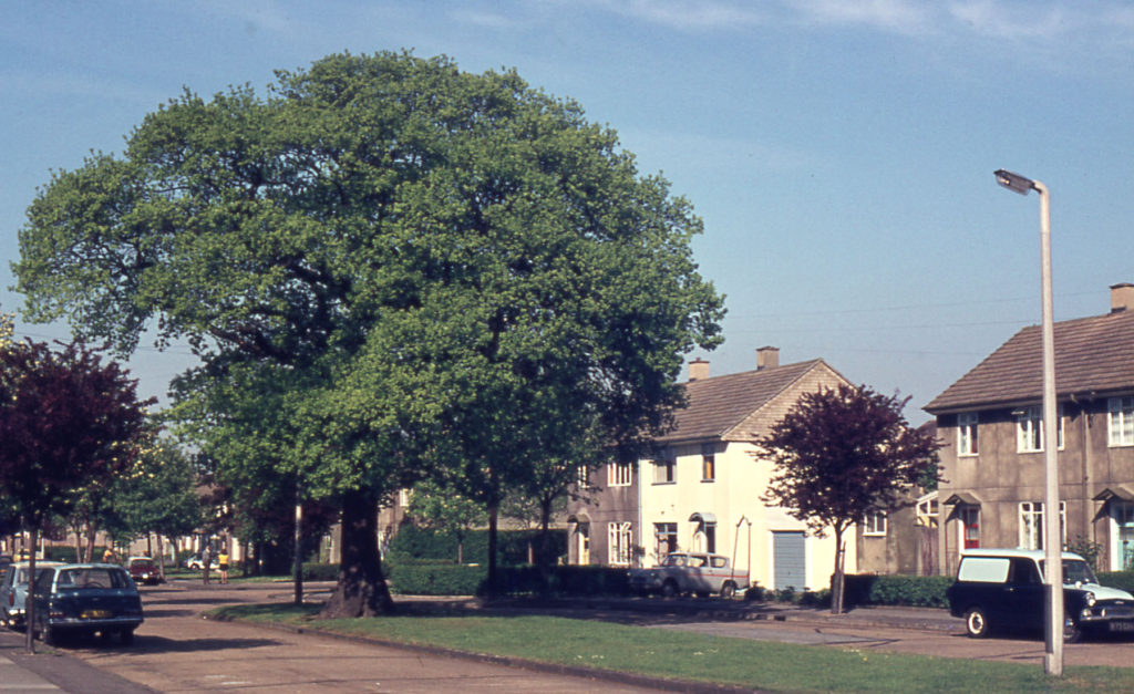 Carisbrooke Road, Pollards Hill, Mitcham, Surrey CR4. Prefab. Houses of the 1950s. and an oak wood survival.